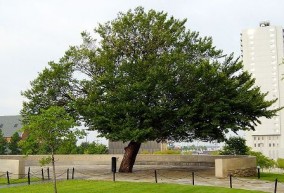 Survivor Tree Oklahoma City