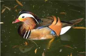 Setting Duck Award
