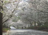 Macon Cherry Blossoms