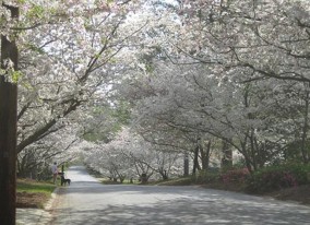 Macon Cherry Blossoms