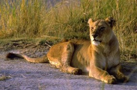 lioness