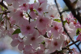 blossoms