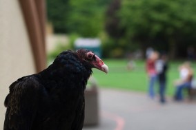 Turkey vulture, Cathartes aura, 2007. Photo Joshin Yamada, Wikipedia