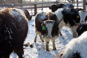Pack of yaks, from Minnesota Public Radio