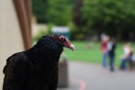 Turkey vulture, Cathartes aura, 2007. Photo Joshin Yamada, Wikipedia